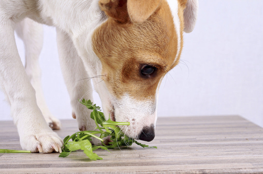 Ingredient Trends are a Pet Retailer's Best Friend