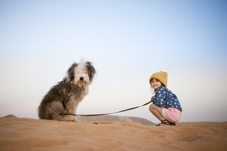 Back to School Pet Product Assortment