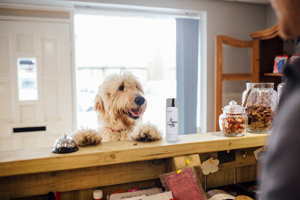 Pro Tips on Up-Selling and Cross-Selling with Isle of Dogs