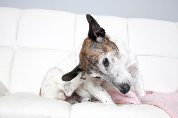 Typical Canine Skin and Coat Issues and the Solutions You Can Provide